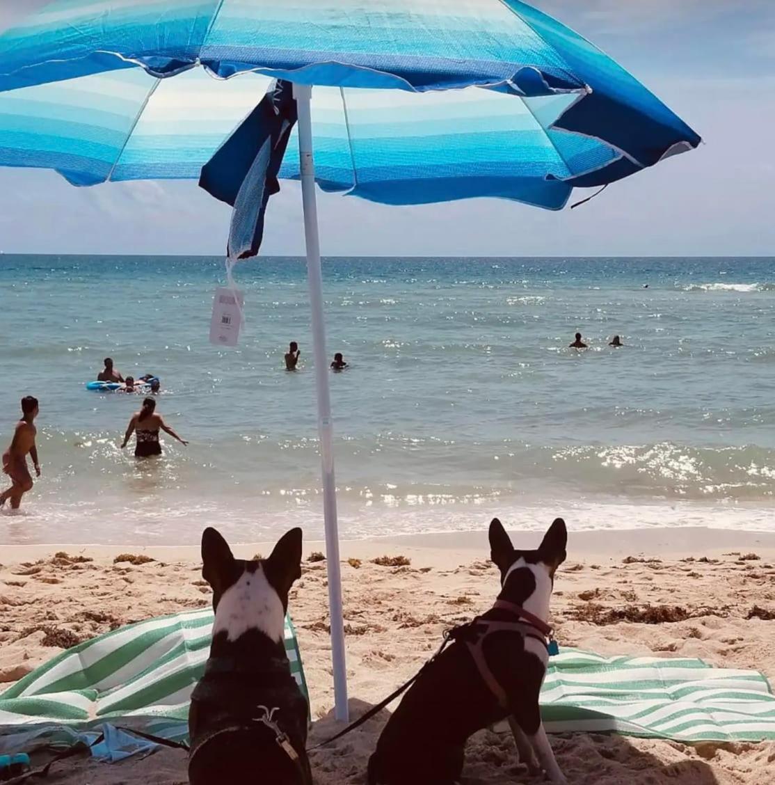 North Beach Steps To Sea Miami With Free Parking Family And Pet Friendly Miami Beach