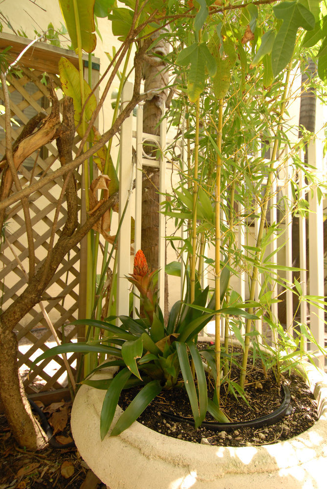 Apartment Paradiso *